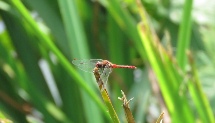 最新疫情实情排名:全球疫情最新动态与防疫措施分析 最新疫情实情排名:全球疫情最新动态与防疫措施分析