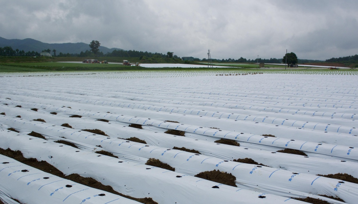 寿宁西浦最新疫情：关注健康，共同守护