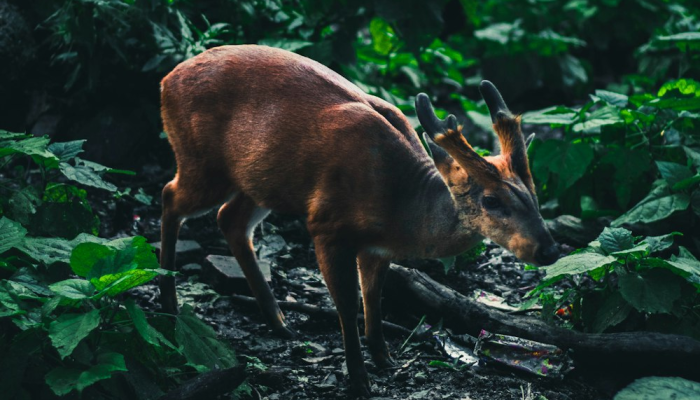 野猪疫情最新视频:揭秘自然界的隐患与防范之策 野猪疫情最新视频:揭秘自然界的隐患与防范之策