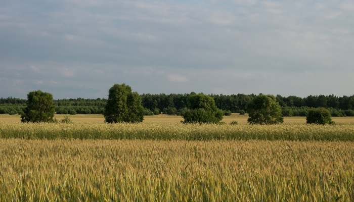 疫情最新上海消息：最新动态与科学防控策略