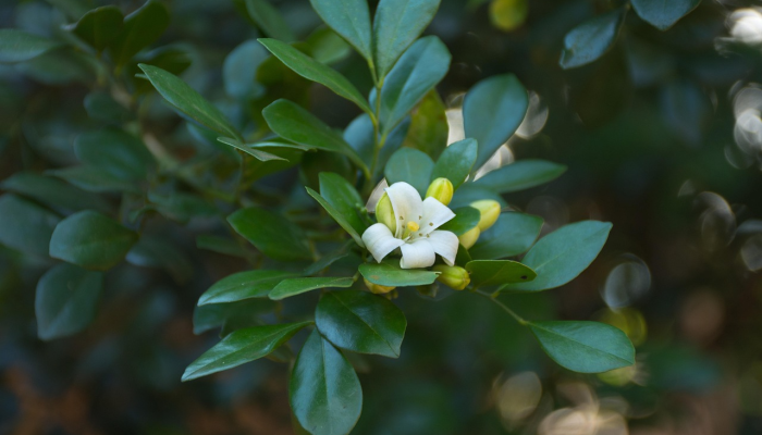 南昌绿地最新疫情防控：你所需的全面指南