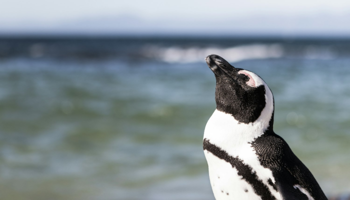非洲企鹅疫情最新情况 非洲企鹅疫情最新情况